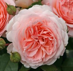 Мархенцаубер (Marchenzauber)