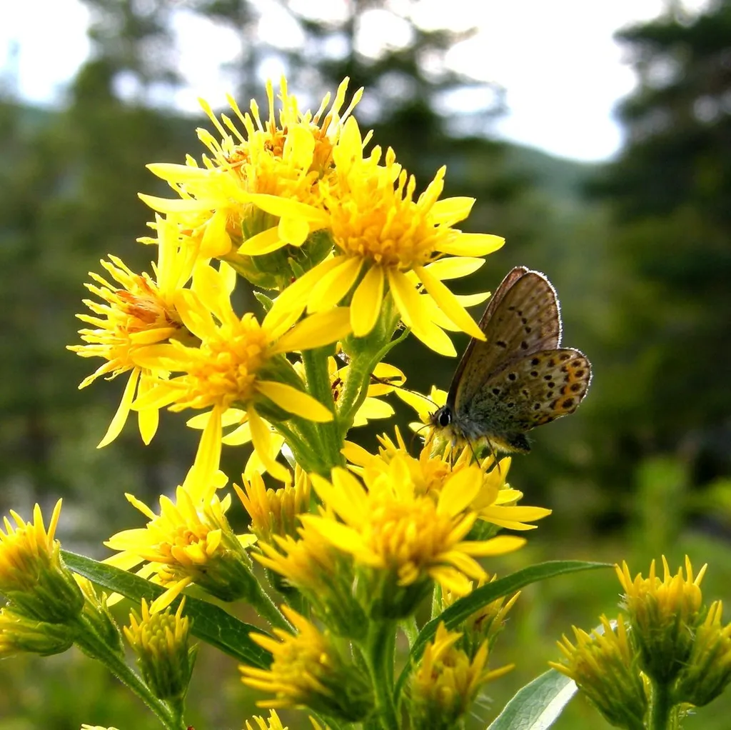 Золотая розга