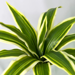 Драцена бело-зеленый куст малый