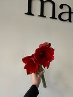 Амариллис красный