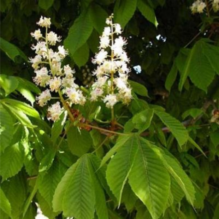 Каштан конский обыкновенный ЗКС