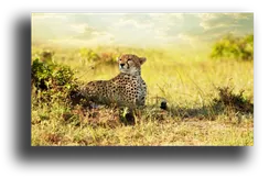 Постер "Задумчивый гепард"