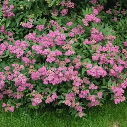 Спирея японская Криспа C5 40-60