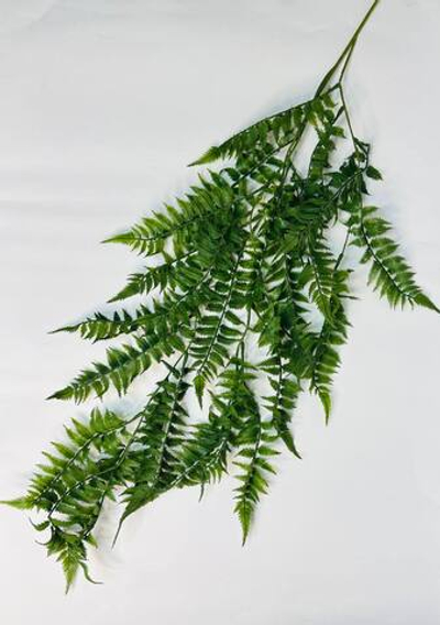 Папоротник ампельный