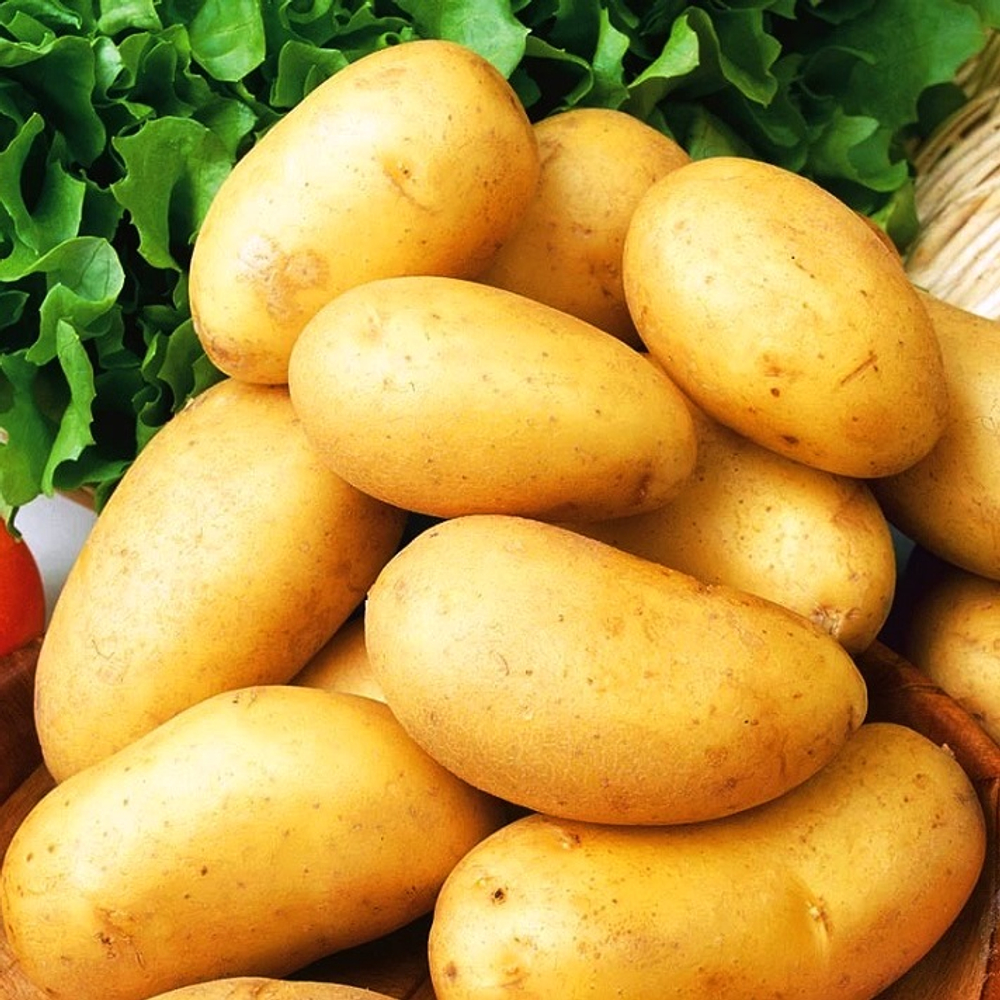 Картофель семенной Добрыня