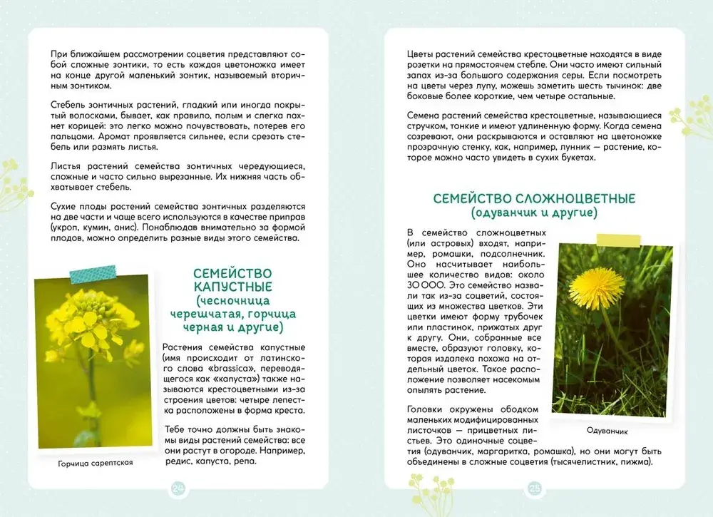 Растения вокруг нас