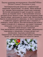 Бакопа Белый Снежок вегетативная