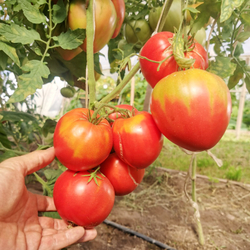 Помидоры Казахстанский Домашний