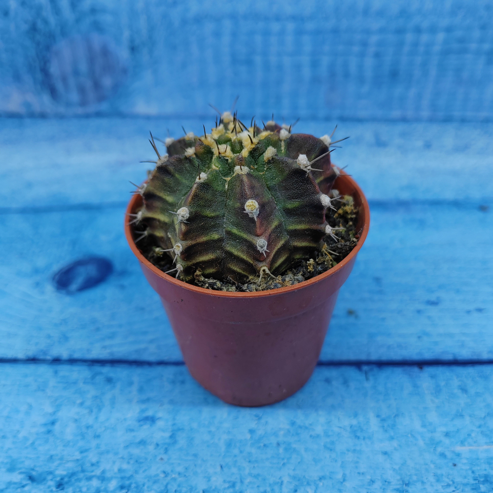 Gymnocalycium Friedrichii (Гимнокалициум)