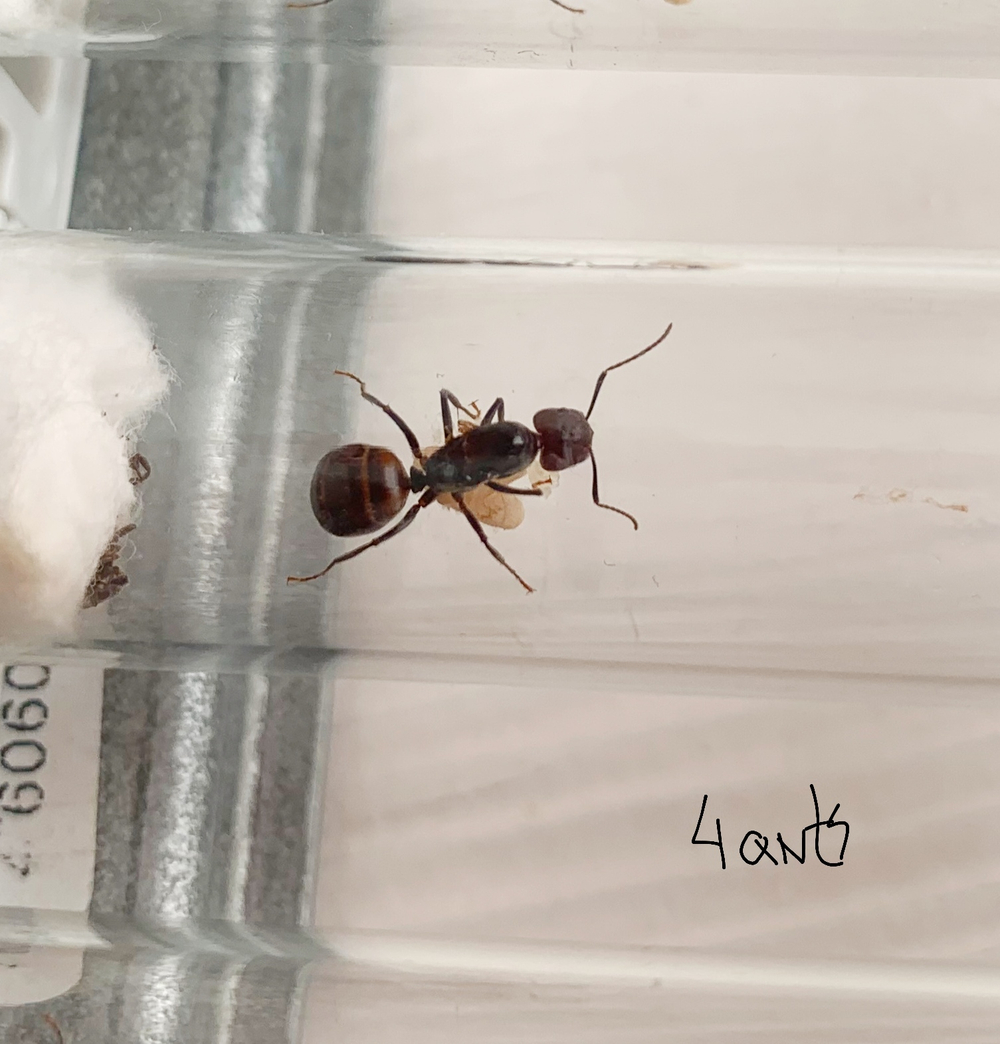 Camponotus nicobarensis подвид Monticola