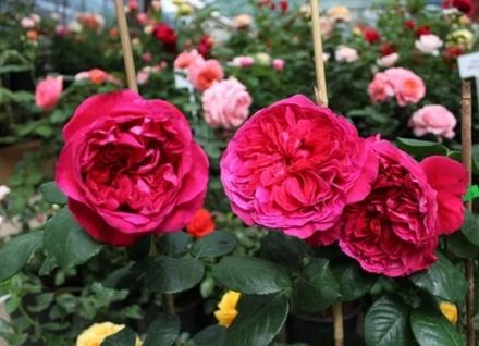 РОЗА СЕТЫРНХ ВЕТРОВ (Rose des 4 Vents )