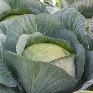 Капуста белокочанная Дербент 2500 (семян)