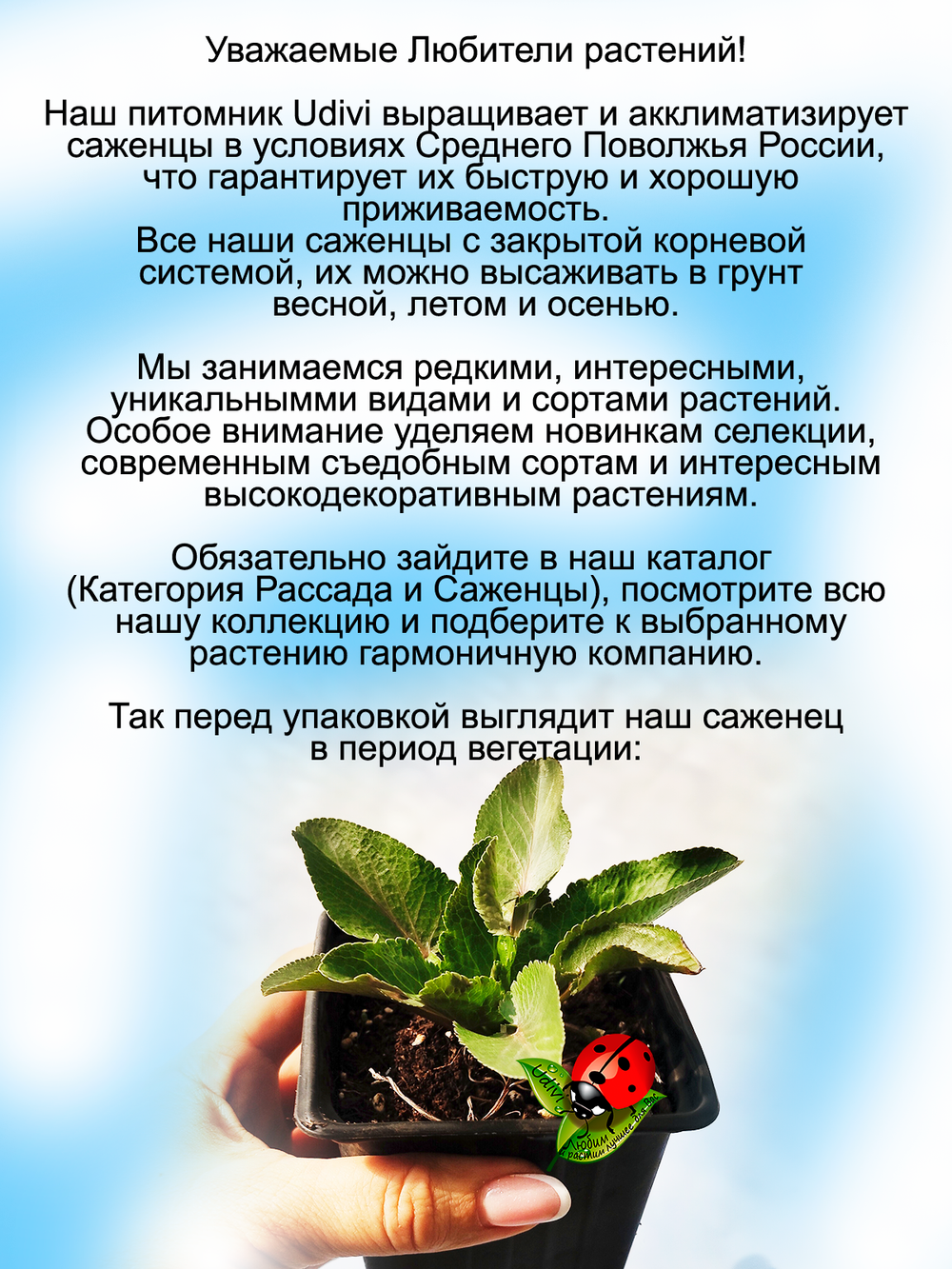 Синеголовник плосколистный, эрингиум чертогон чертополох многолетний