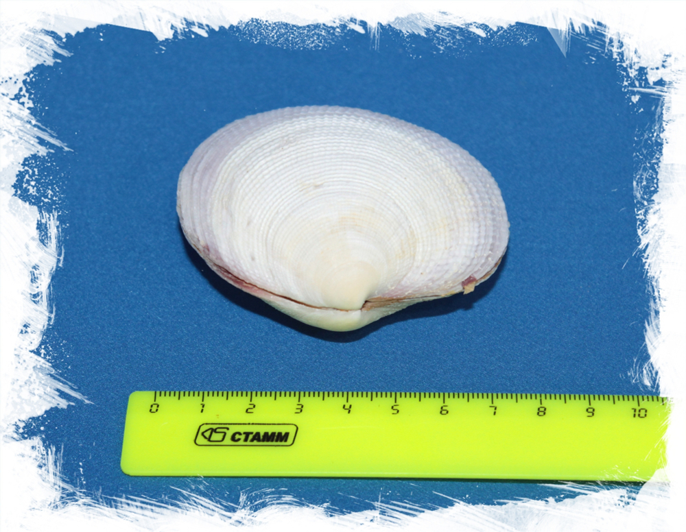 Кодакия Тигерина