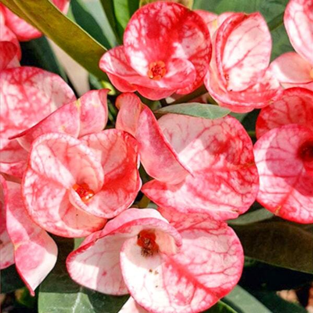 Эуфорбия Миля KAEW CHOMPHU