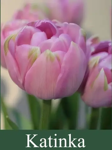 Тюльпаны Katinka 4 шт, набор луковиц
