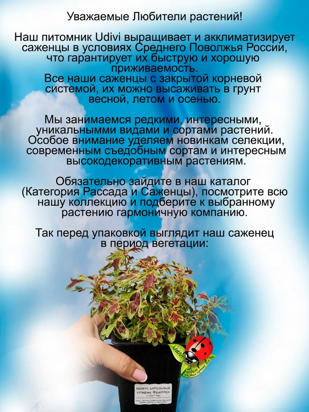 Колеус Индийские рюши Индиа Фриллс ампельный