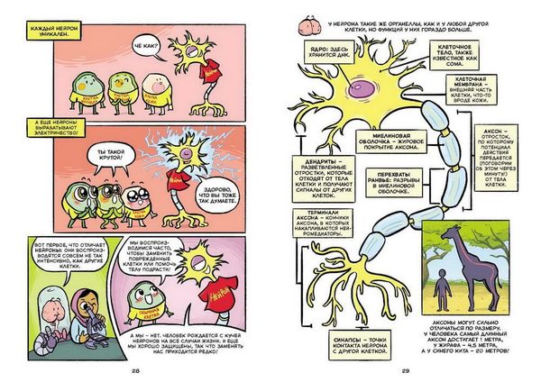 Мозг. Научный комикс