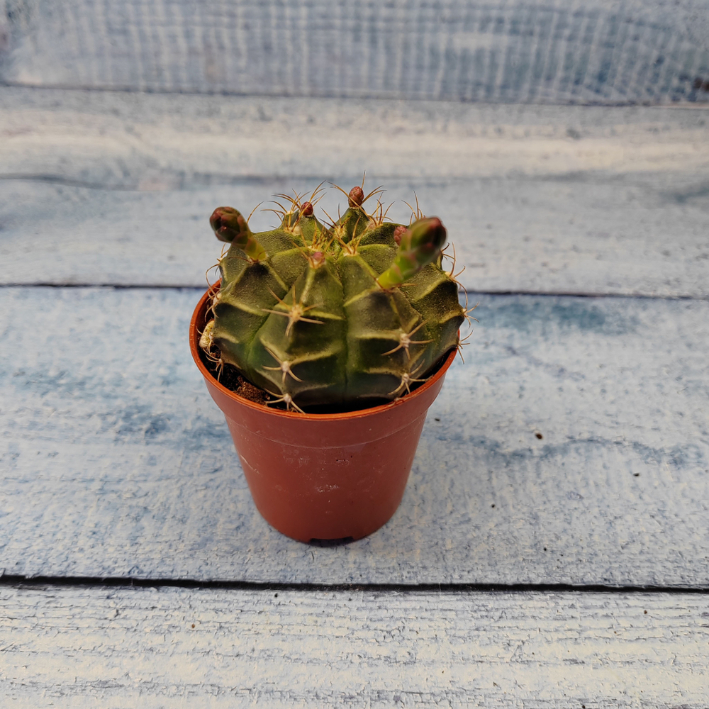 Gymnocalycium Friedrichii (Гимнокалициум)