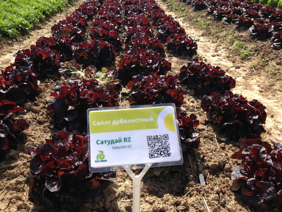 САТУДАЙ семена салата (Rijk Zwaan | Alexagro) – фото 7