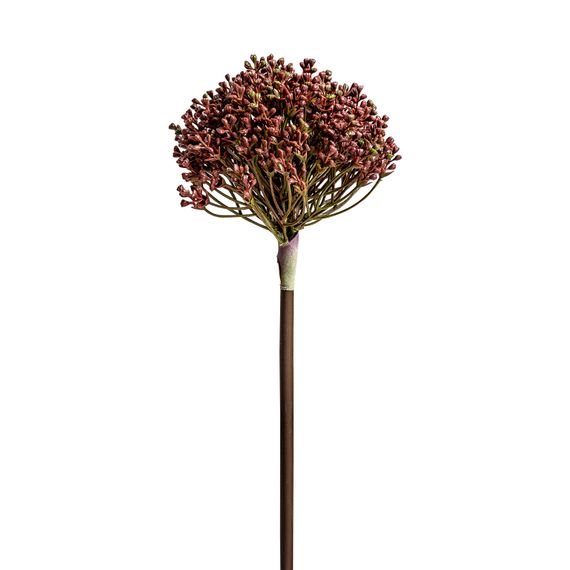Растение ALLIUM фиолетового цвета