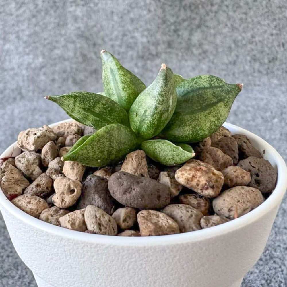 Сансевиерия PYRAMIDE