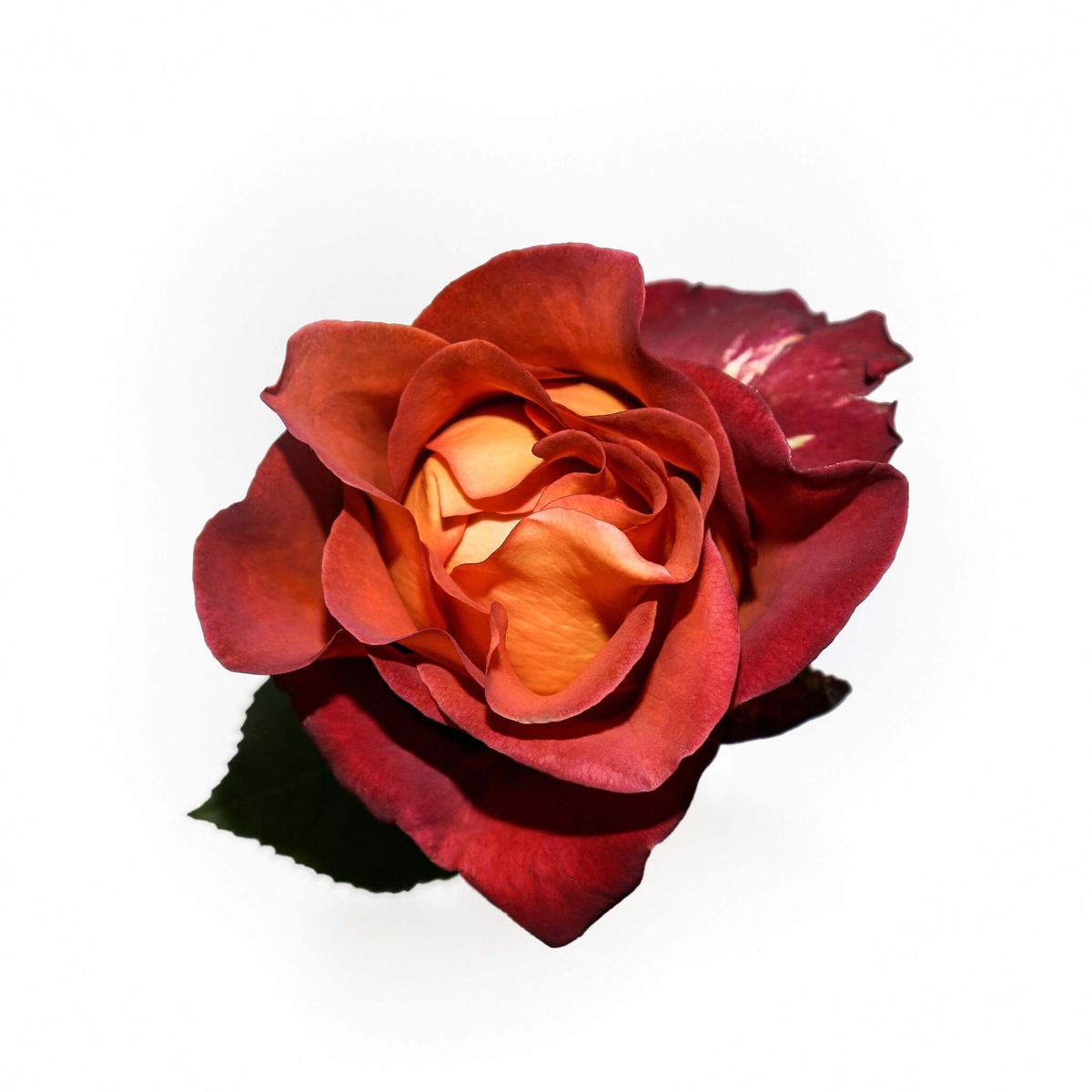 Кофе-брейк (Coffee Break) — интерьерный сорт