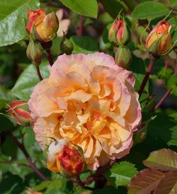 Пур Ламур Дюн Шато (Pour L'amour D'un Chateau)