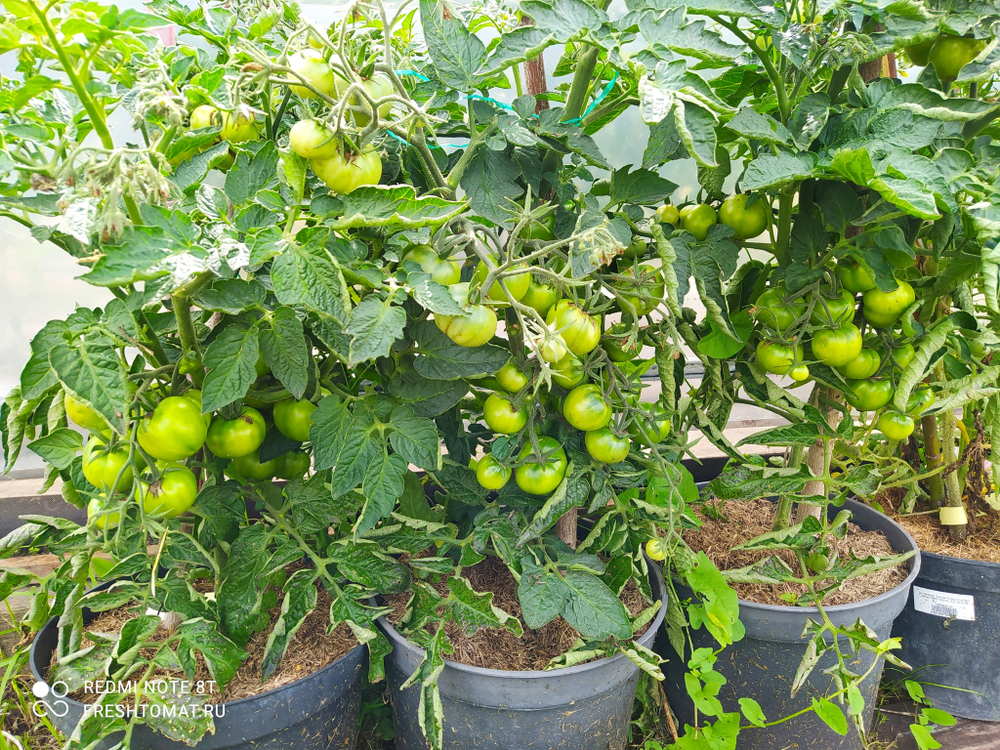 Лайм грин салад (Lime green salad) сорт томата