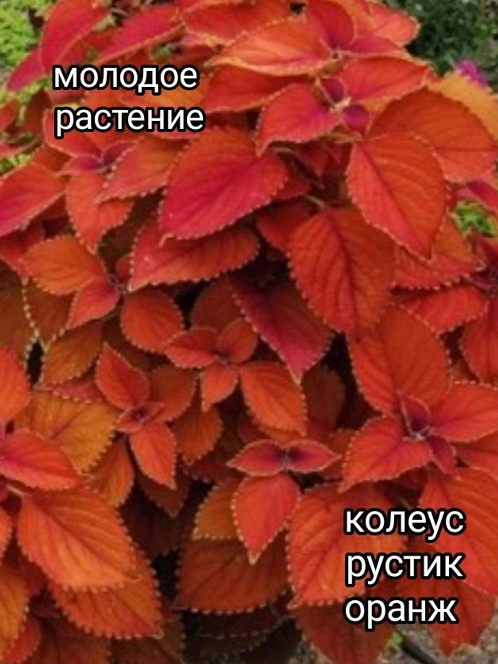 Колеус Rustic Orange