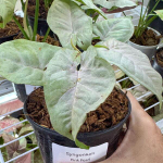 Сингониум PINK PEARL