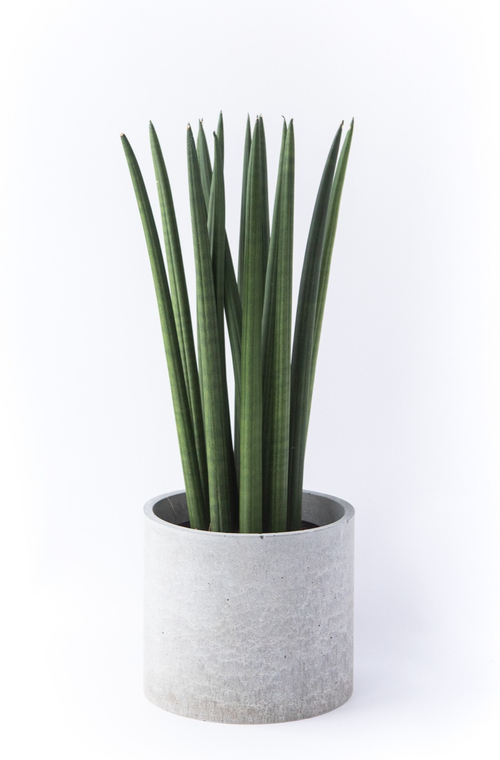 Сансевиерия Цилиндрика Спагетти