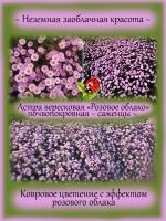 Астра вересковая Розовое облако почвопокровная