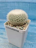 Notocactus Haselbergii (Нотокактус)
