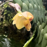 Орхидея DENDROBIUM LEONIS