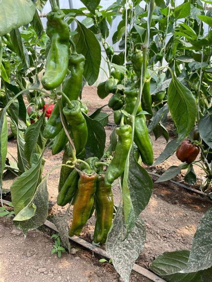 Палермо F1 семена перца сладкого Rijk Zwaa-Райк Цваан отзывы