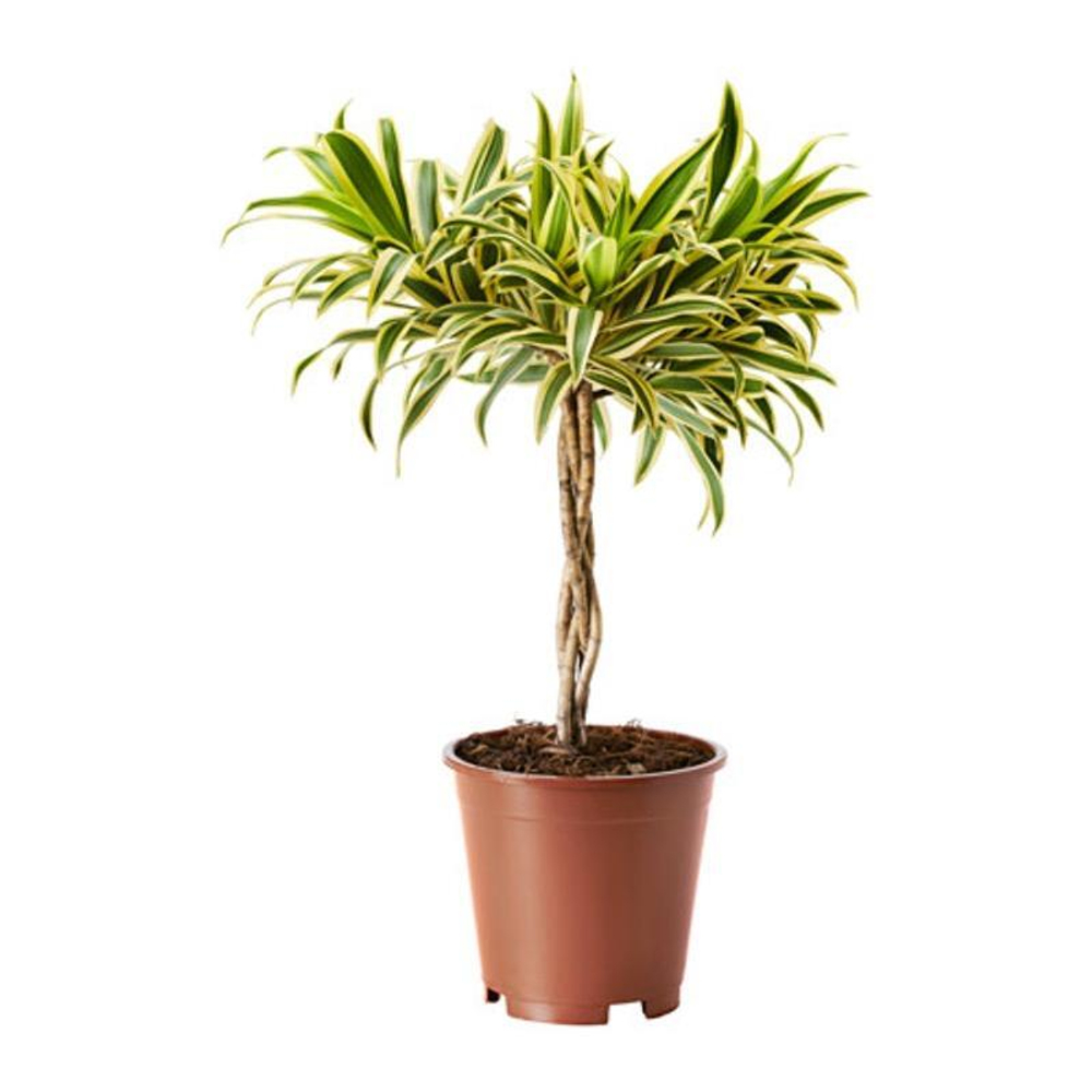 Драцена "Песня Индии"