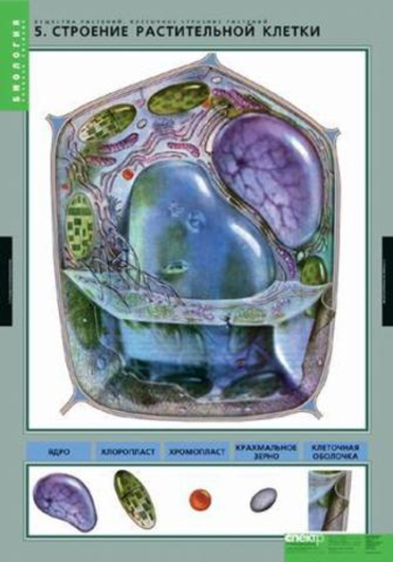 Учебный альбом Биология. Вещества растений, клеточное строение. (12 листов)
