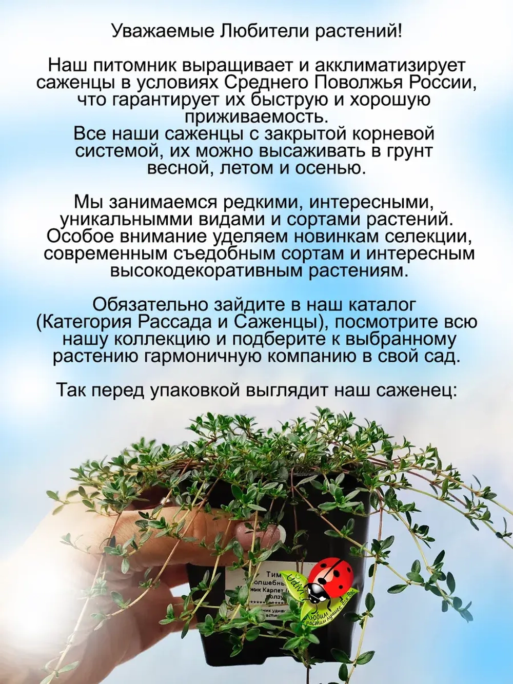 Тимьян Волшебный ковер Меджик карпет