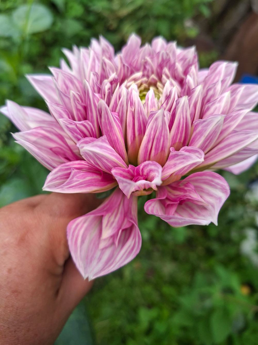 Георгин Лавандео