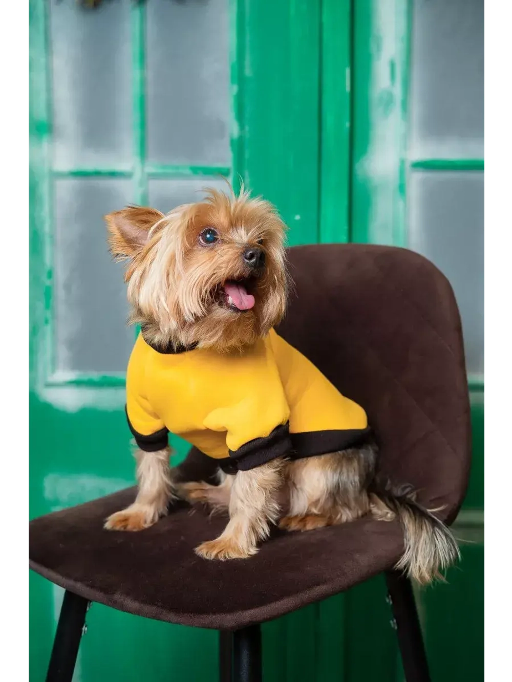 Толстовка для собак и кошек