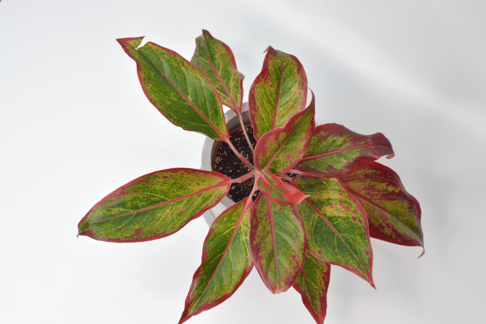 Аглаонема Ред Файр / Aglaonema Red Fire