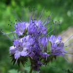 Фацелия 0,5кг