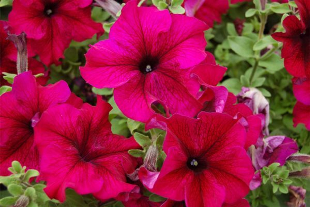 Петуния грандифлора Танго Бургунди (100др) Витагрин Профи