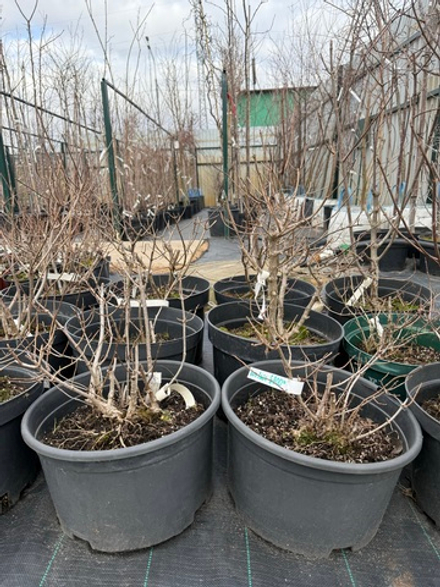 Гортензия Little Lime