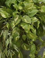 Потос Элегант ампельный большой новый в-90 см (Sensitive Botanic) 6/24 20.1377XL