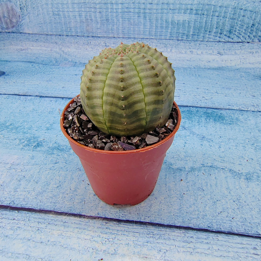 Euphoria Obesa (Эуфорбия)