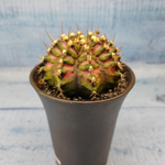 Gymnocalycium T-Rex Pink hybride (Гимнокалициум T-rex)