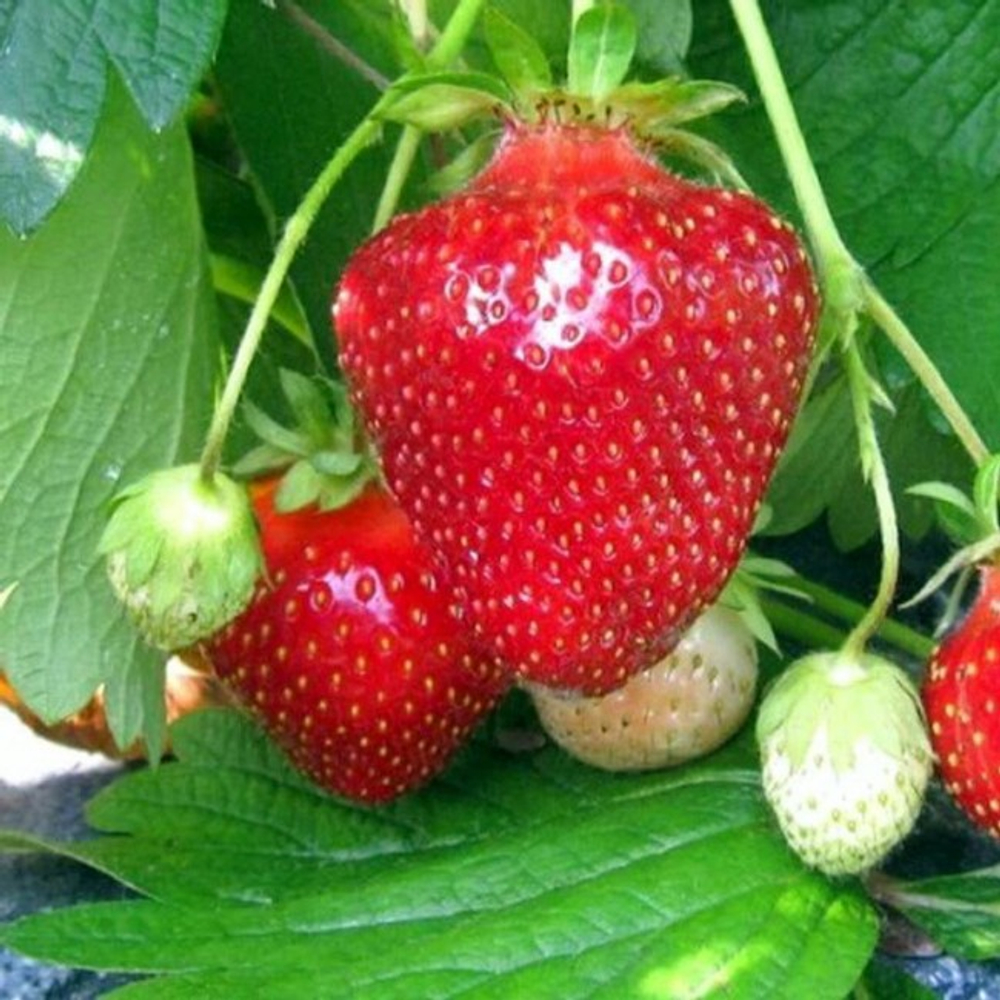 Земляника садовая Джоли Р9 Закупка М65 май-июнь 2026)